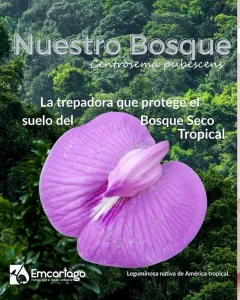 centrosema pubescens